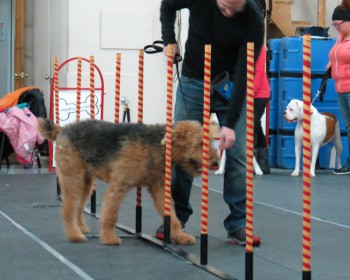 Les meilleures techniques de dressage pour chien : comment obtenir des résultats optimaux