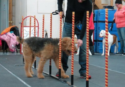 Les meilleures techniques de dressage pour chien : comment obtenir des résultats optimaux