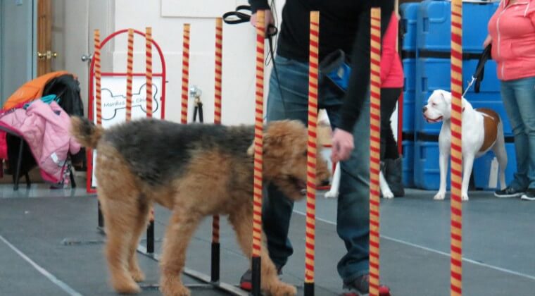 Les meilleures techniques de dressage pour chien : comment obtenir des résultats optimaux