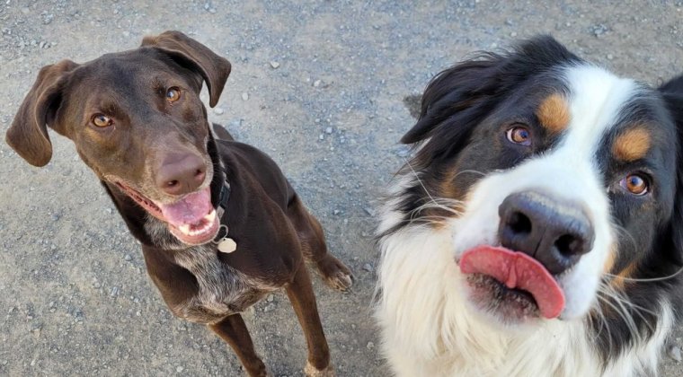 Comment choisir sa garderie pour chien: 5 conseils de pro
