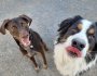 Comment choisir sa garderie pour chien: 5 conseils de pro