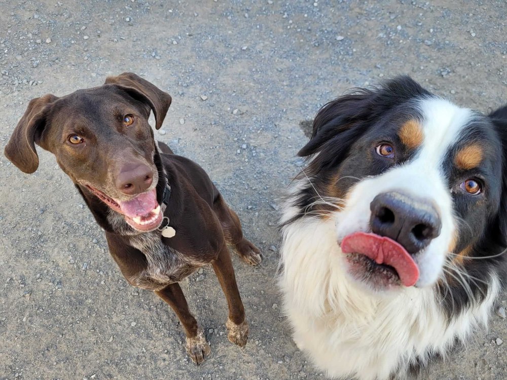 Comment choisir sa garderie pour chien: 5 conseils de pro