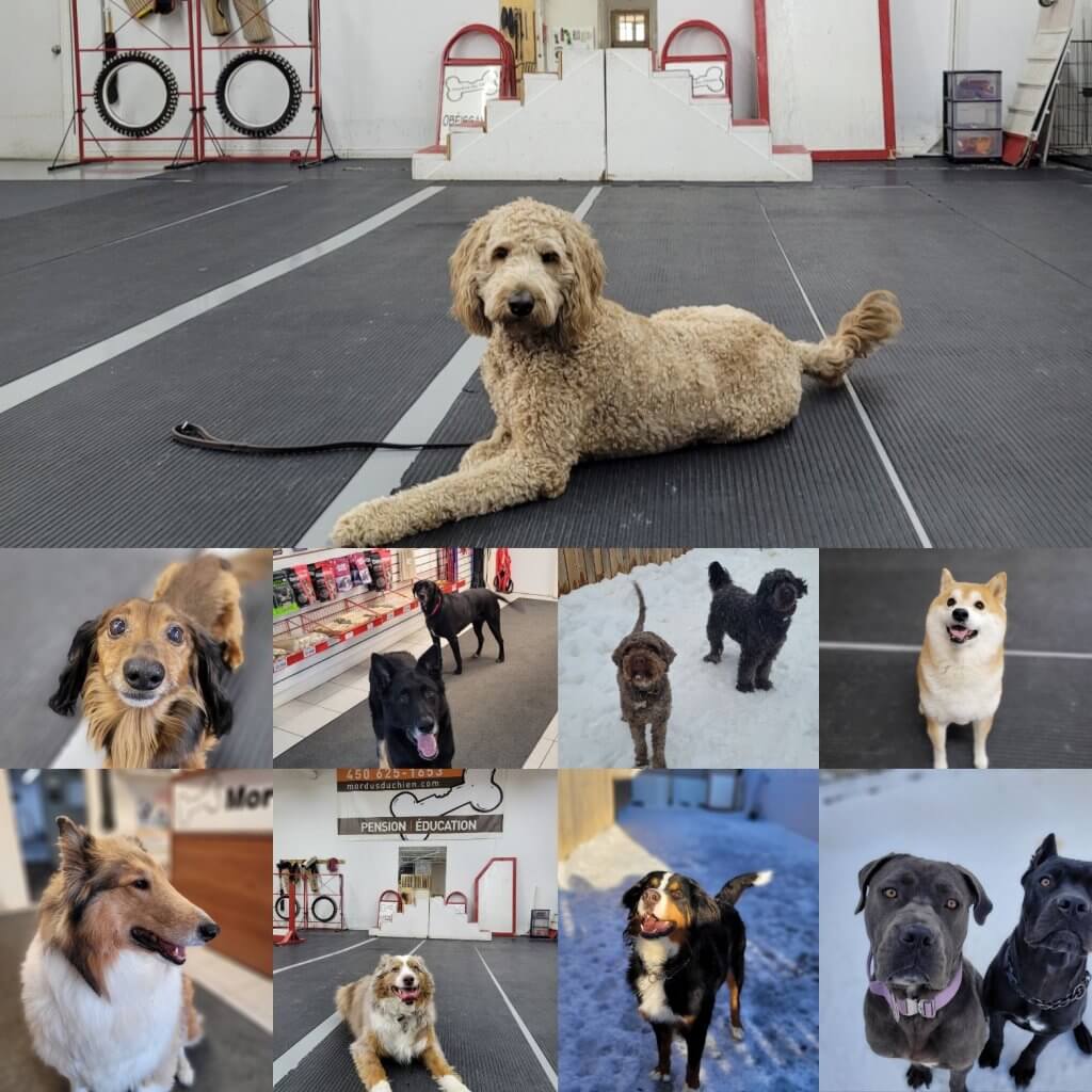 centre canin Laval