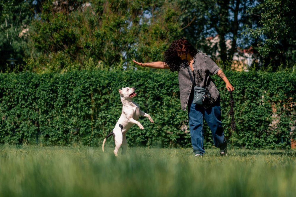 Pourquoi prendre des cours de dressage pour chien à Laval?