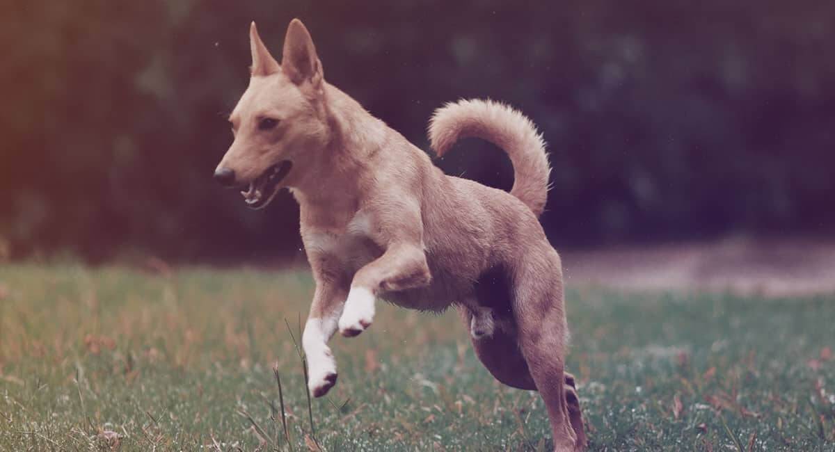 pet sitting video