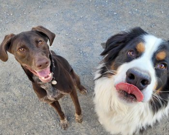 Comment choisir sa garderie pour chien: 5 conseils de pro