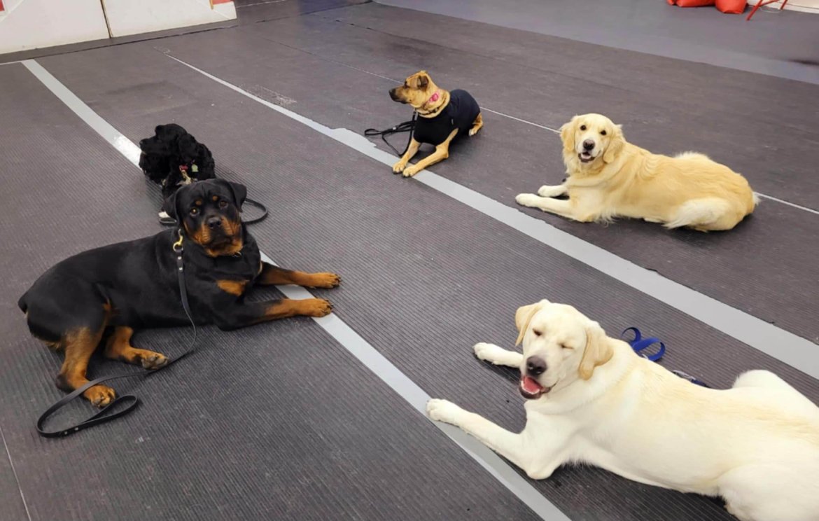 Meilleur centre canin à Laval : 10 bonnes raisons de choisir Les Mordus du Chien