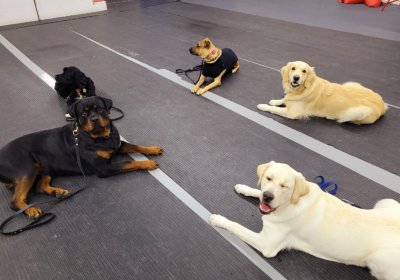 Meilleur centre canin à Laval : 10 bonnes raisons de choisir Les Mordus du Chien