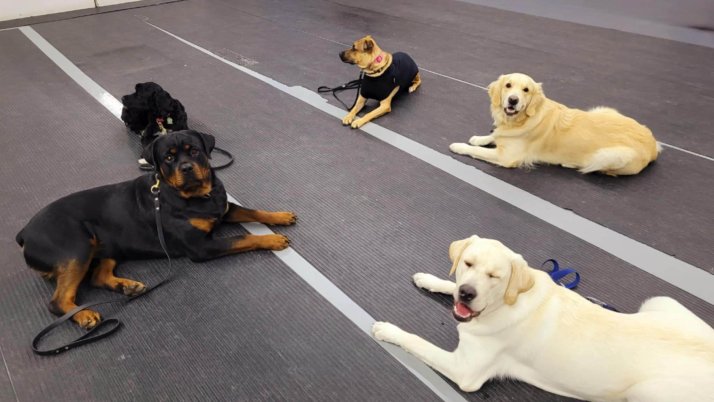 Meilleur centre canin à Laval : 10 bonnes raisons de choisir Les Mordus du Chien