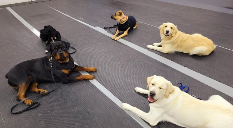 Meilleur centre canin à Laval : 10 bonnes raisons de choisir Les Mordus du Chien