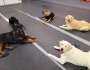 Meilleur centre canin à Laval : 10 bonnes raisons de choisir Les Mordus du Chien