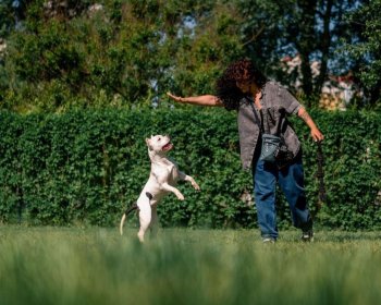 Pourquoi prendre des cours de dressage pour chien à Laval?