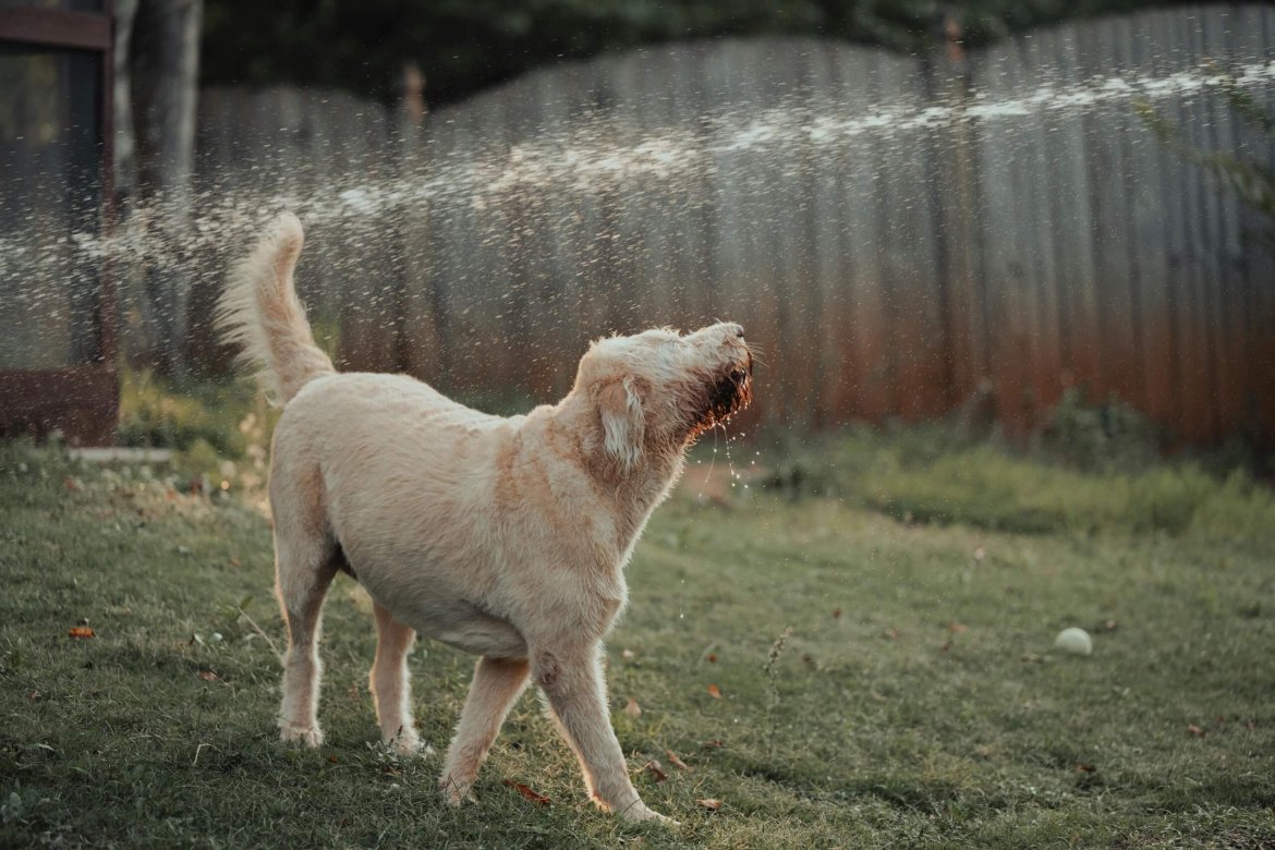 Prévenir les coups de chaleur chez les chiens en été : conseils essentiels pour leur bien-être