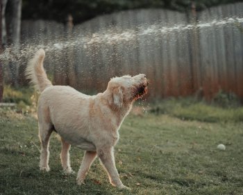 Prévenir les coups de chaleur chez les chiens en été : conseils essentiels pour leur bien-être