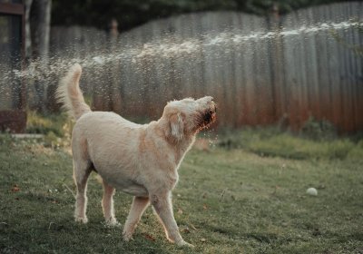 Prévenir les coups de chaleur chez les chiens en été : conseils essentiels pour leur bien-être