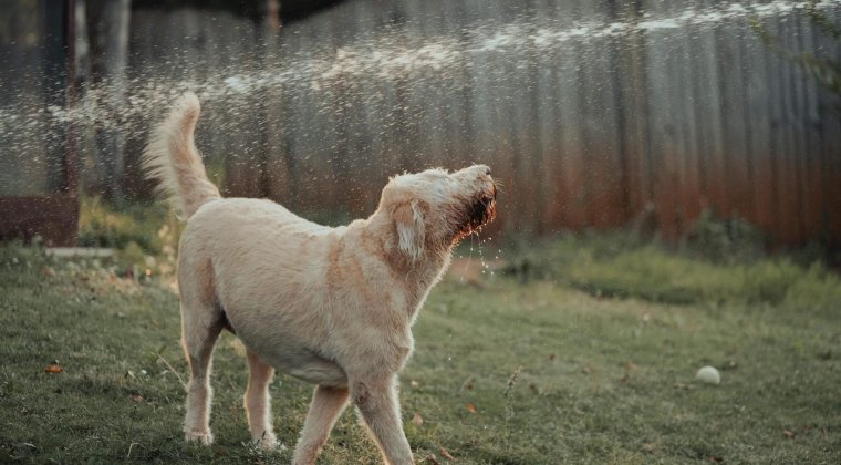 Prévenir les coups de chaleur chez les chiens en été : conseils essentiels pour leur bien-être