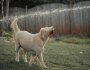 Prévenir les coups de chaleur chez les chiens en été : conseils essentiels pour leur bien-être