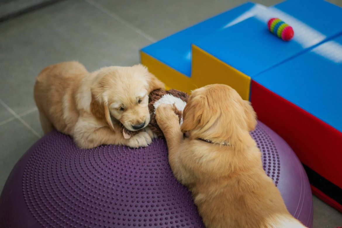 Garderie pour chien : 5 questions à poser avant de réserver