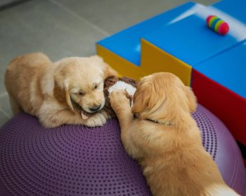 Garderie pour chien : 5 questions à poser avant de réserver