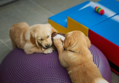 Garderie pour chien : 5 questions à poser avant de réserver