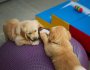 Garderie pour chien : 5 questions à poser avant de réserver