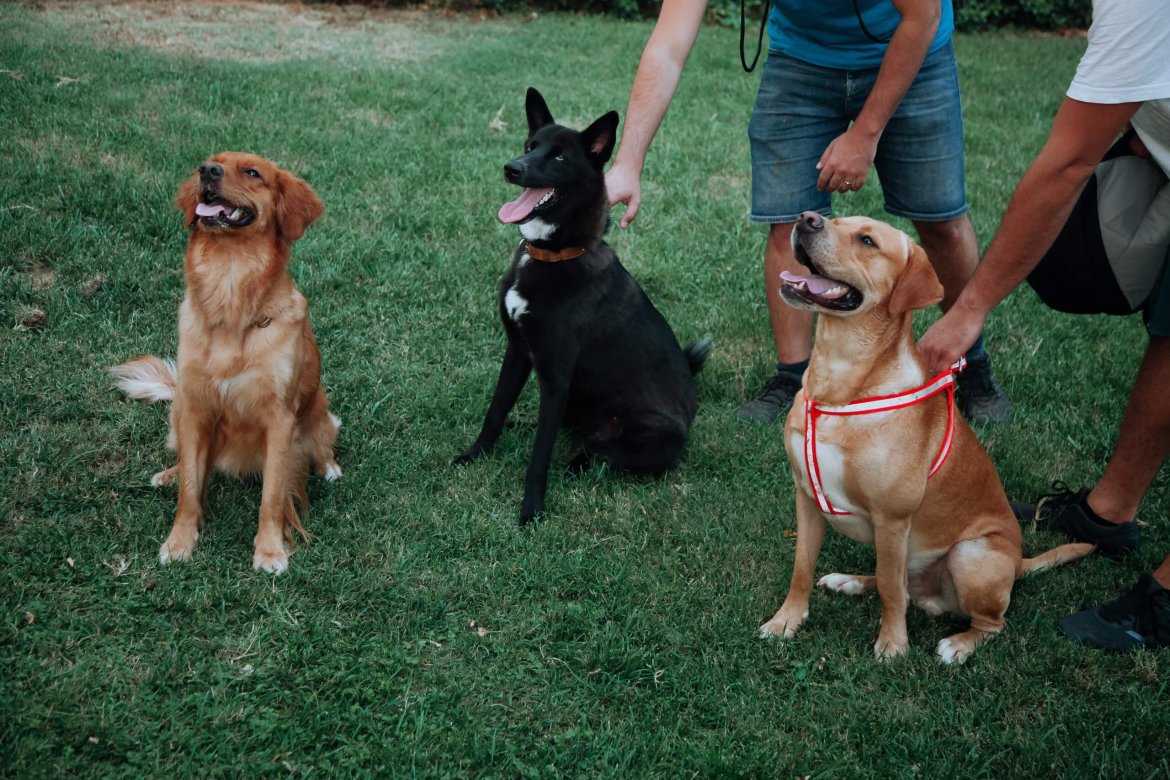 Cours de groupe ou cours privés pour chien : lequel choisir ?