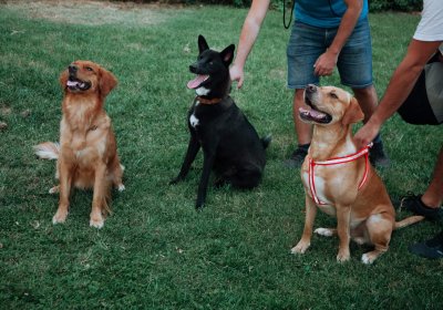 Cours de groupe ou cours privés pour chien : lequel choisir ?