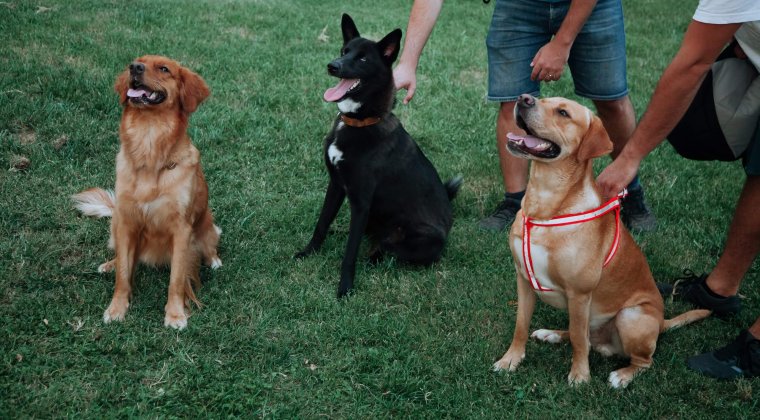 Cours de groupe ou cours privés pour chien : lequel choisir ?