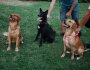 Cours de groupe ou cours privés pour chien : lequel choisir ?