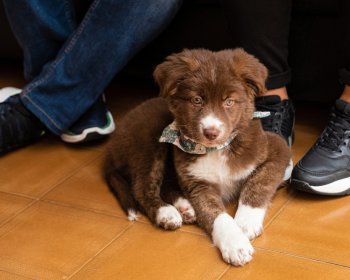 L’importance de l’entraînement sur la première année de vie du jeune chiot