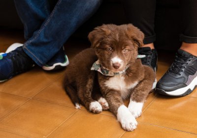 L’importance de l’entraînement sur la première année de vie du jeune chiot