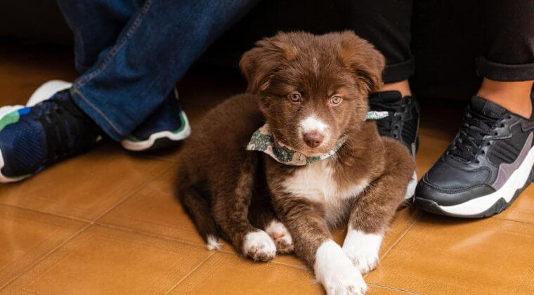 L’importance de l’entraînement sur la première année de vie du jeune chiot