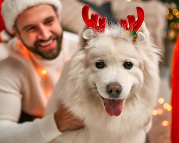 Pension canine pendant les fêtes : 6 avantages à connaître