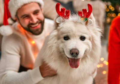 Pension canine pendant les fêtes : 6 avantages à connaître