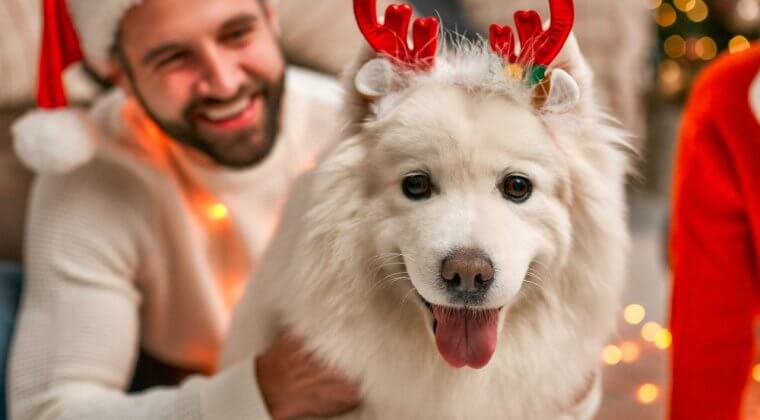 Pension canine pendant les fêtes : 6 avantages à connaître