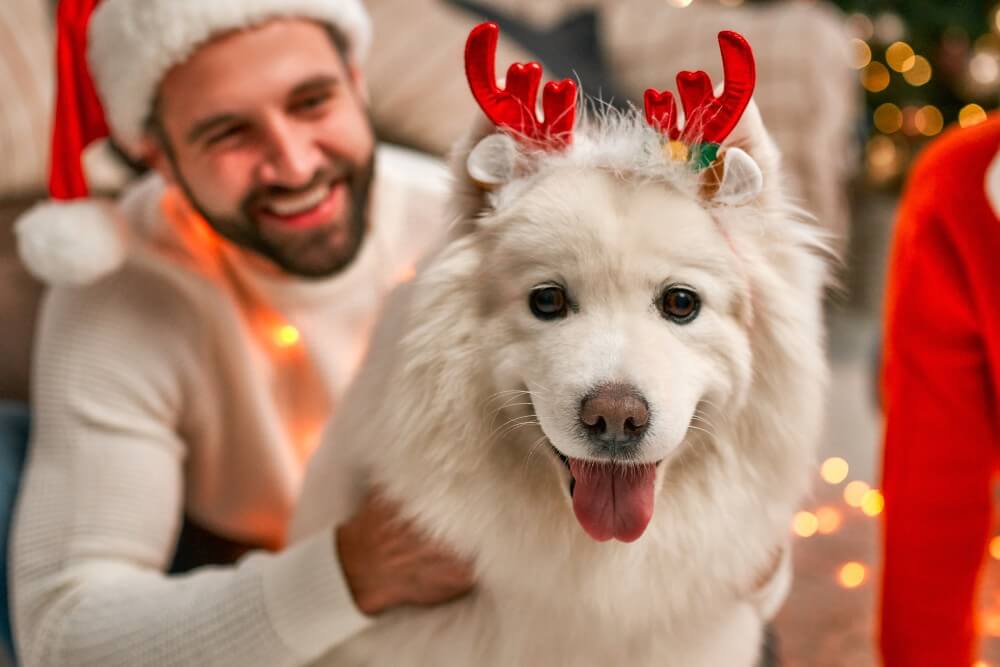Pension canine pendant les fêtes : 6 avantages à connaître