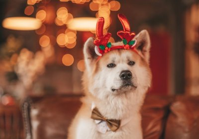 Préparer son chien pour les Fêtes sans stress