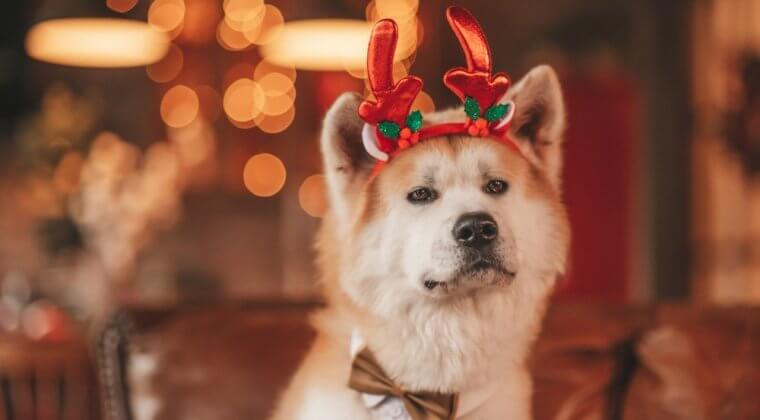 Préparer son chien pour les Fêtes sans stress