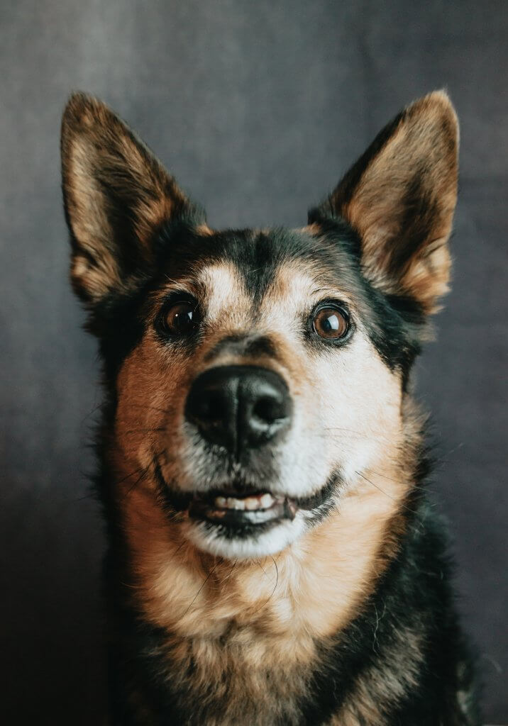 Préparer son chien pour la pension