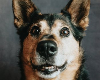 Préparer son chien pour la pension à Laval : guide complet avant le séjour